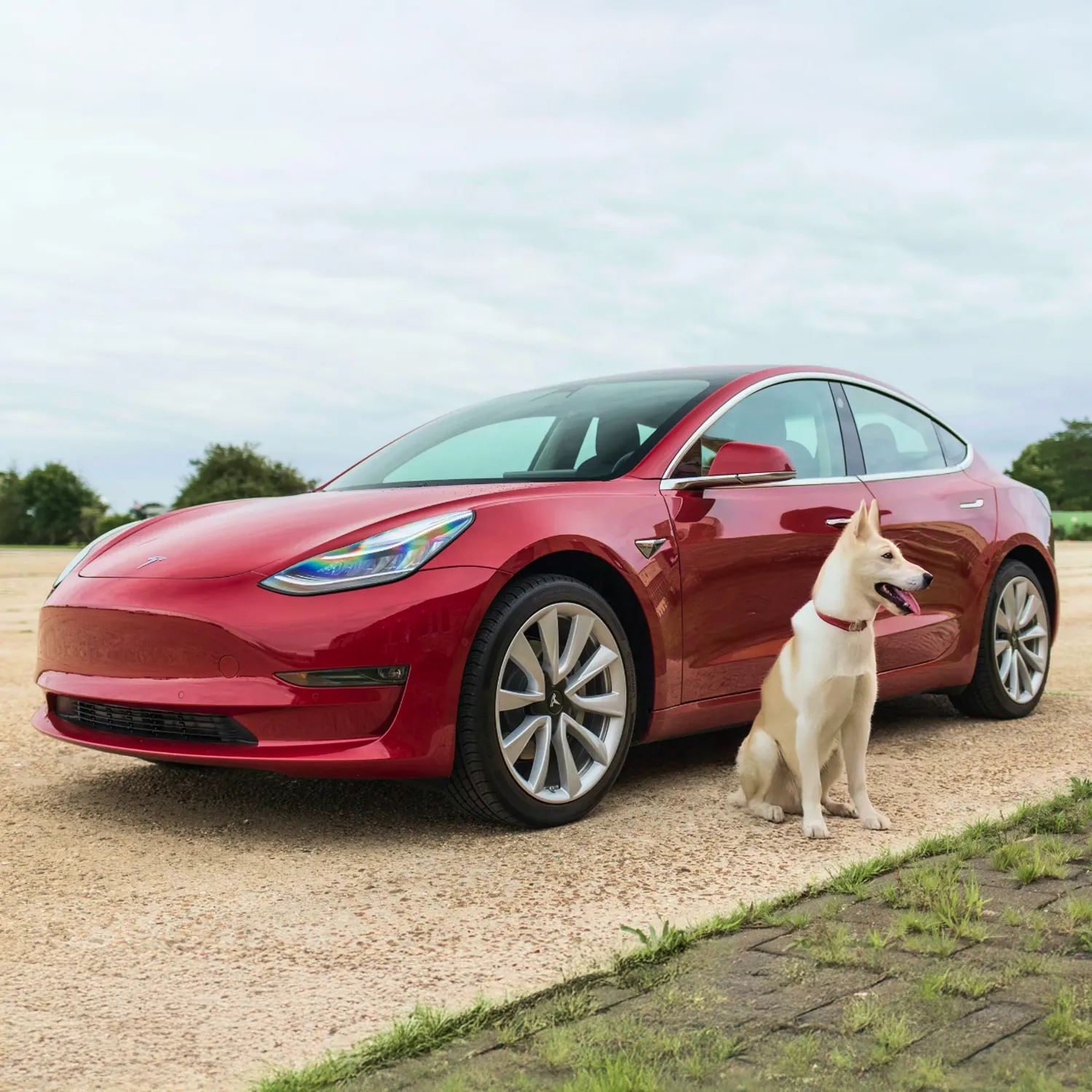 Tesla Model 3 Dog Seat Cover  |  “Travel Buddy” by Owleys