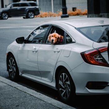 Honda Accord Dog Seat Cover