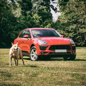 Porsche Dog Seat Cover  |  “Travel Buddy” by Owleys