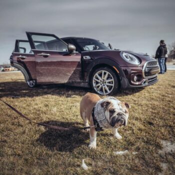 Mini Cooper Dog Seat Cover  |  “Travel Buddy” by Owleys