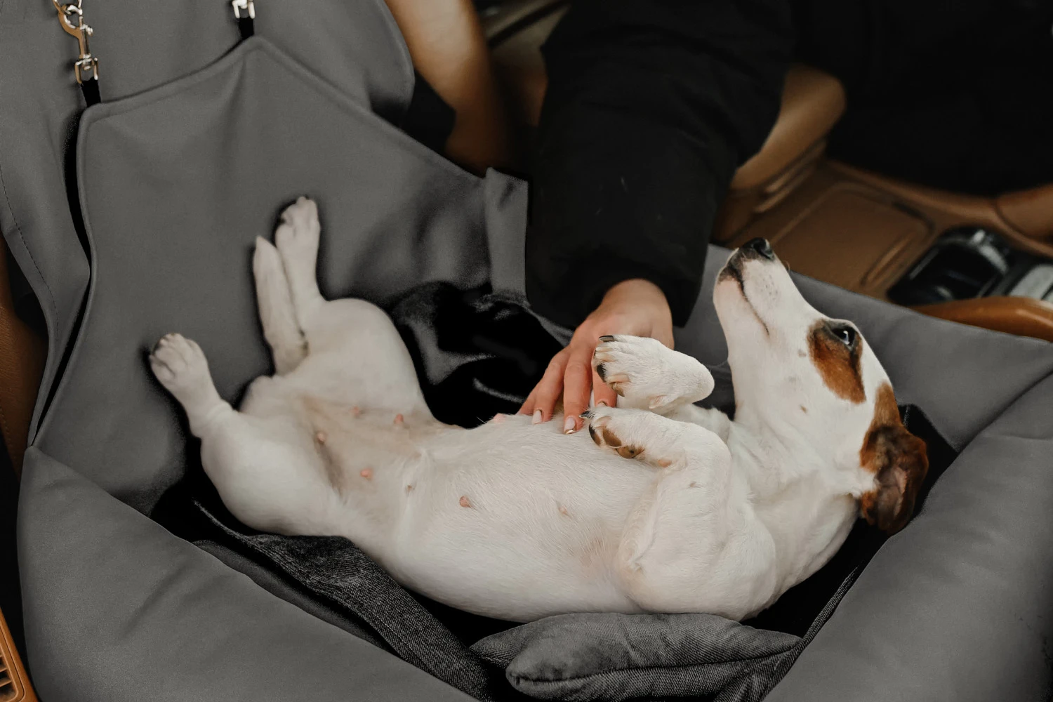 dog car seats for medium dogs