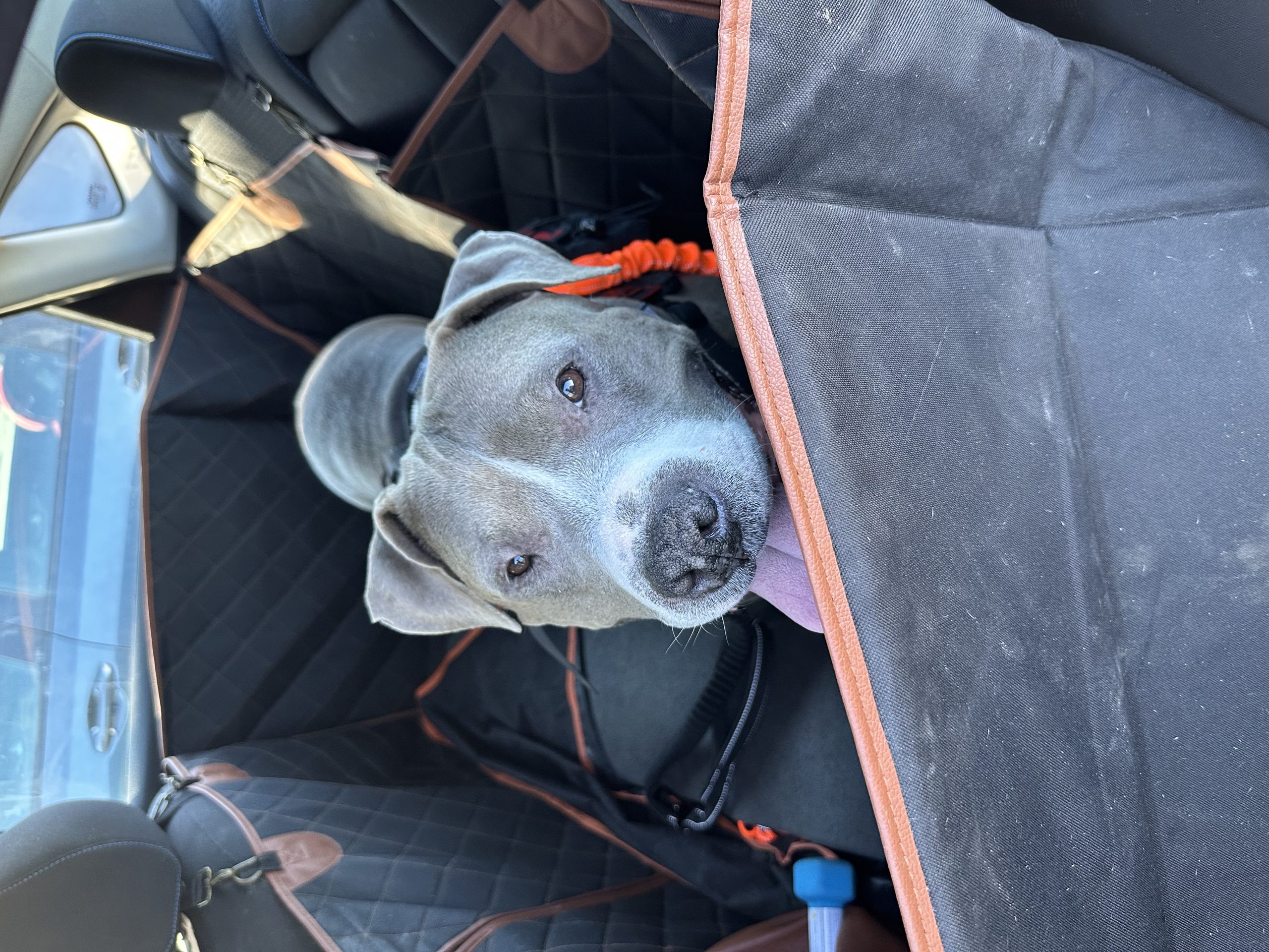 Dog Car Seat Cover “Travel Buddy” Owleys - Owleys