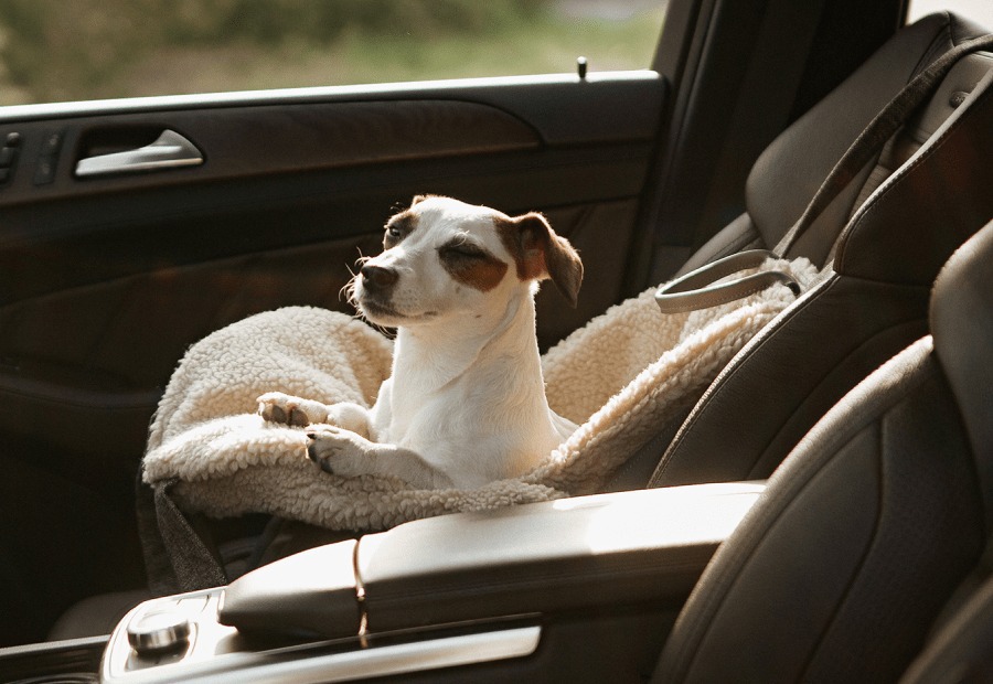 OWOW California's Car Seat Bag Allows Your Pup to Travel in Style