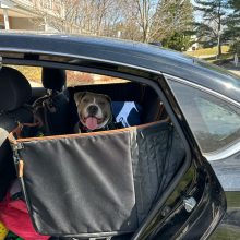 Dog Car Seat Cover “Travel Buddy” Owleys - Owleys