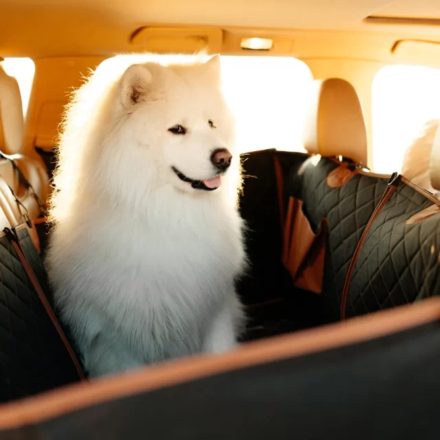 Back Seat Dog Seat Cover  |  “Travel Buddy” by Owleys