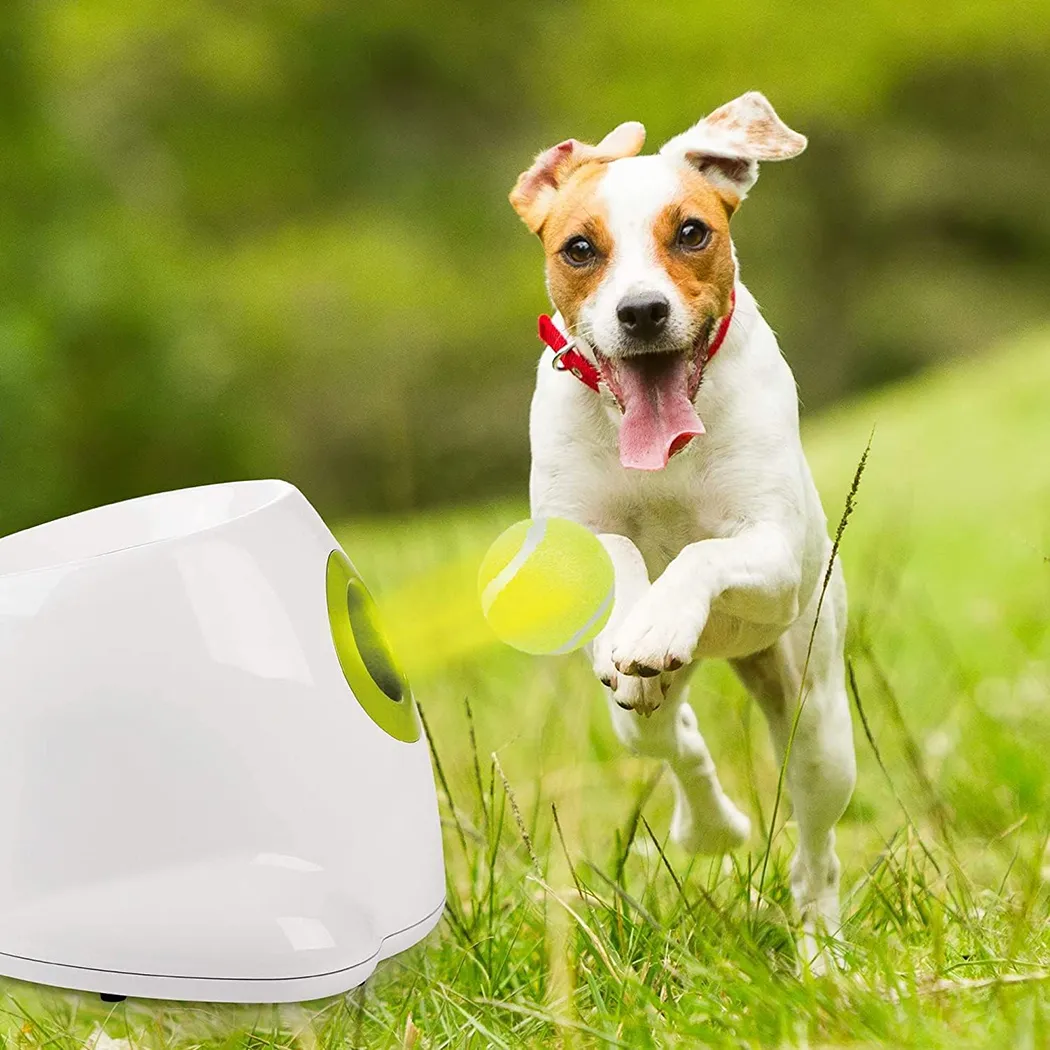 Auto ball toss for dogs best sale