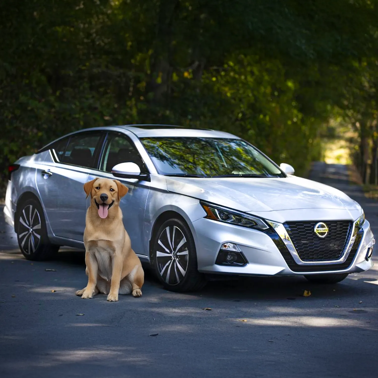Nissan Altima Dog Seat Cover