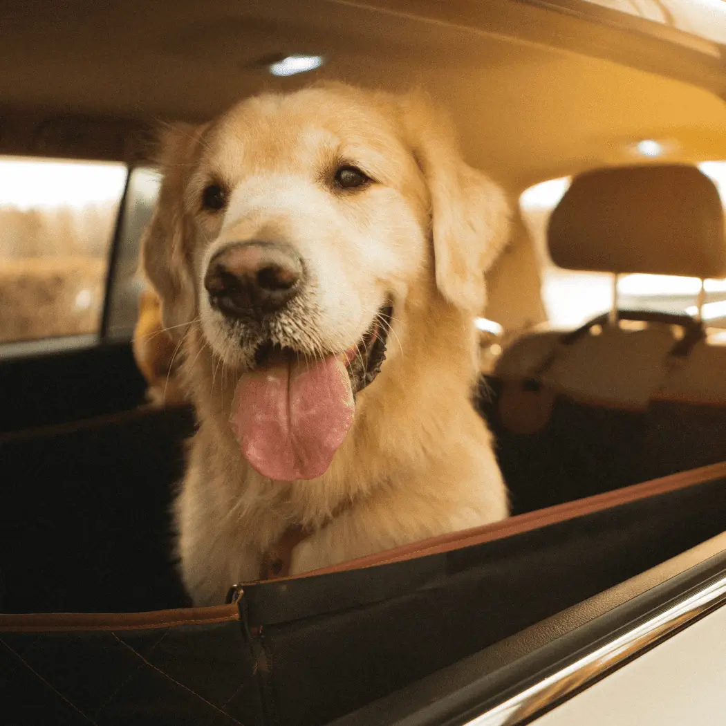 Close-up of Toyota Prius Dog Seat Cover - view 7 (product view)