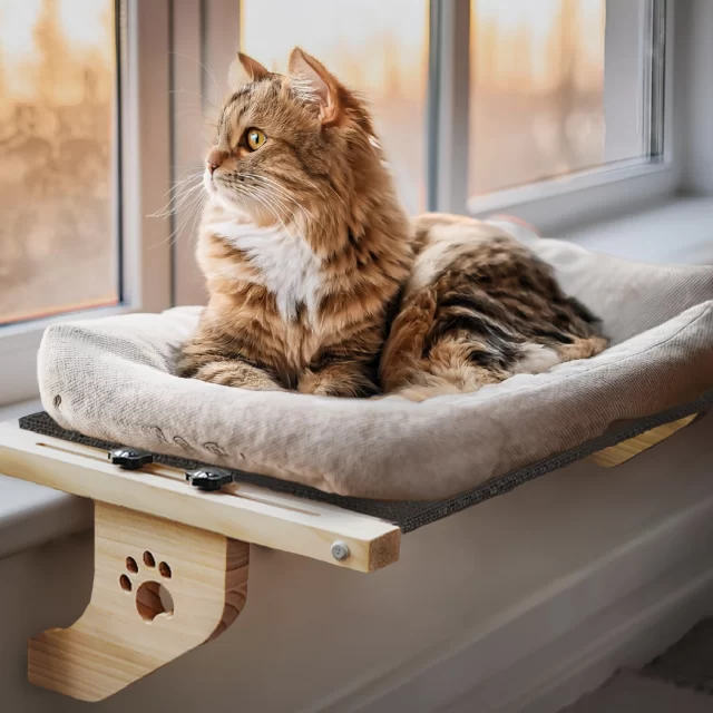 Cat Window Perch  |  “Purring Dream” by Owleys