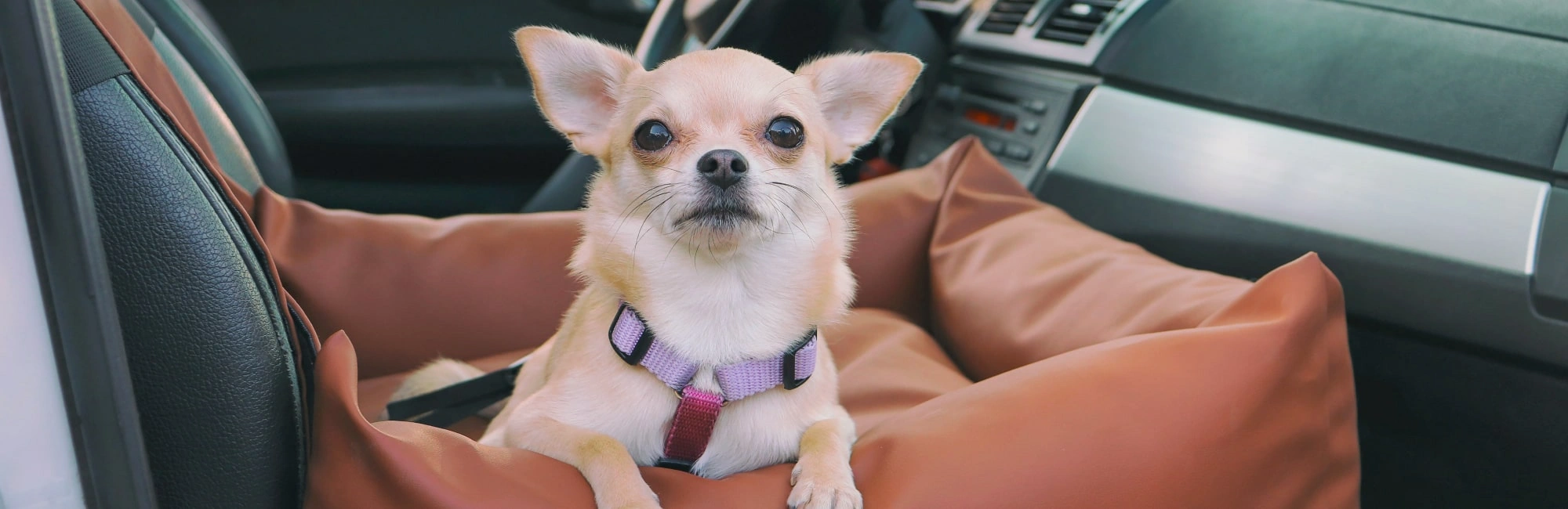 The Best Way to Transport Your Dog in a Car