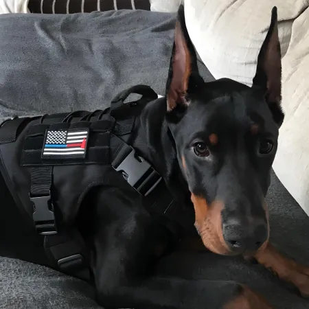 Tactical Dog Harness with Leash 2 Description