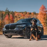 BMW Dog Seat Cover  |  “Travel Buddy” by Owleys - View 1