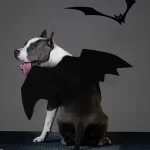Halloween Bat Costume for Dogs & Cats  |  “Bat Buddy” by Owleys - View 7