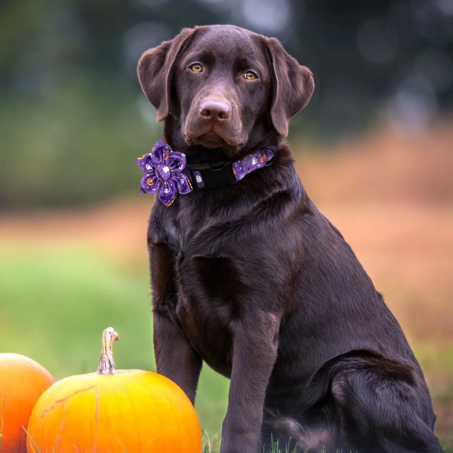Halloween Themed Dog Collar  |  “Boo Blossom” by Owleys - View 7