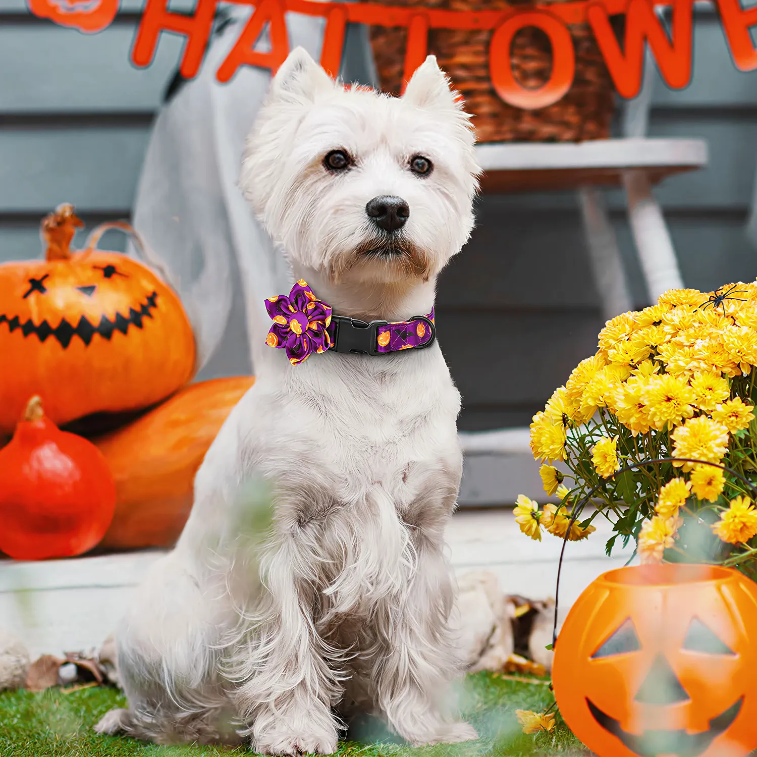 Halloween Themed Dog Collar  |  “Boo Blossom” by Owleys - View 2