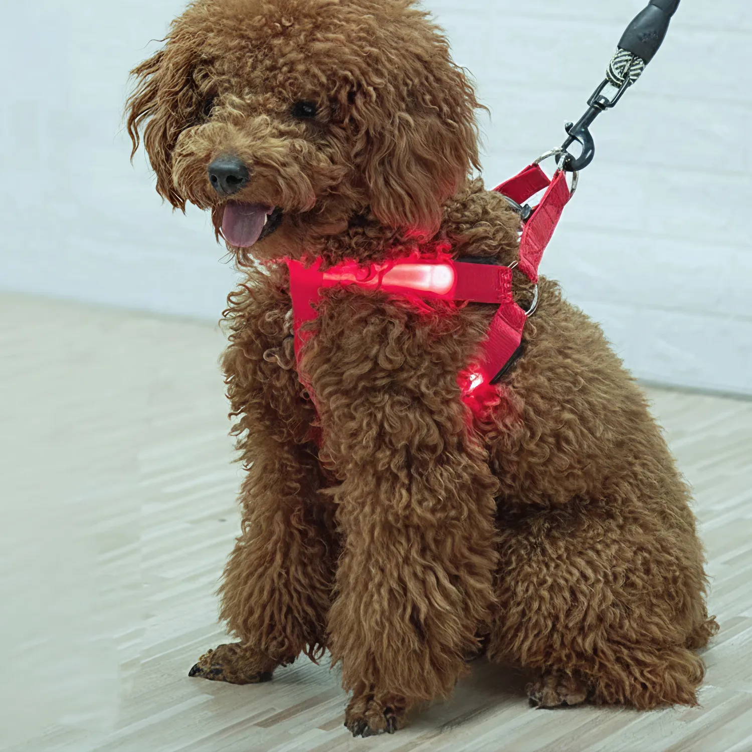 Colorful LED Dog Harness – Paw Pal Collection | Owleys Partnership