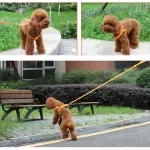 Colorful LED Dog Harness – Paw Pal Collection  |  Owleys Partnership - View 5
