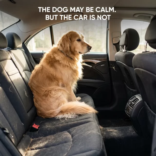 Watch the Long-Hair Dog Car Clean Pack