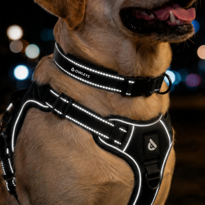 Dog Walk Set Black Description