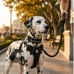 Owleys Dog Walk Set — Harness, Collar, Leash & Bottle  |  Black - View 9