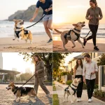 Owleys Dog Walk Set — Harness, Collar, Leash & Bottle  |  Black - View 10
