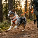 Owleys Dog Walk Set — Harness, Collar, Leash & Bottle  |  Orange - View 9