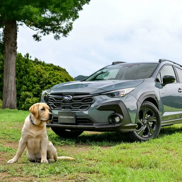 Subaru Dog Seat Cover: Fit, Protection & Safety Tips