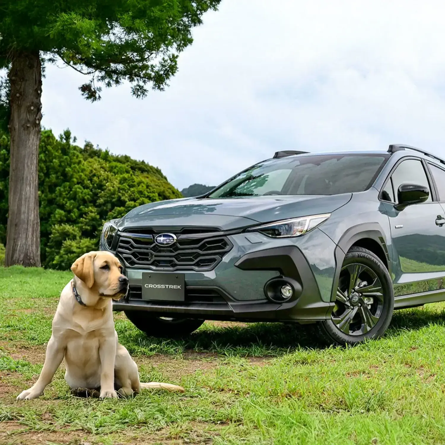 Subaru Dog Seat Cover: Fit, Protection & Safety Tips